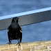 blackbird_shouldered_tawny_jar_h_0443_cub1168.jpg
